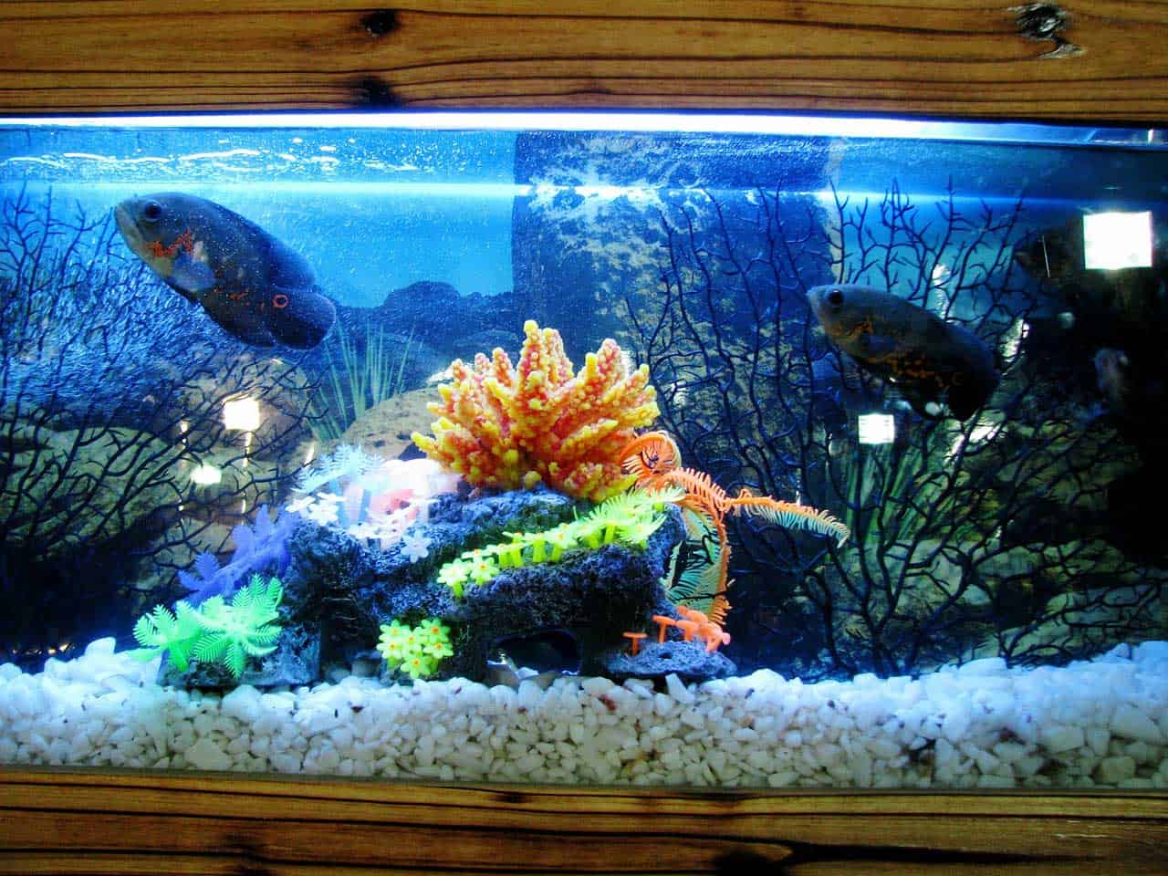 clean fish tank