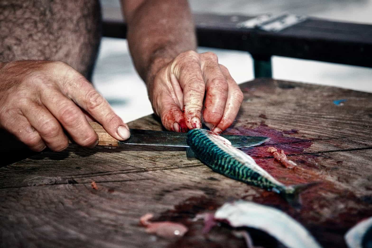Fisherman holding a knife and gutting the fish