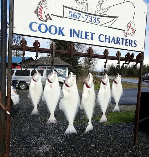 hanging flounders