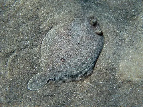 flounder on sand