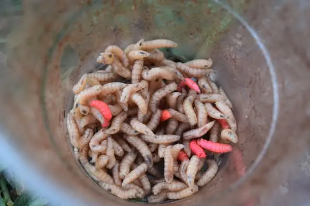 worms to be used as fishing bait