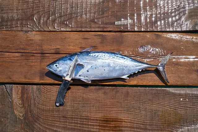 a knife leaning on a freshly caught fish