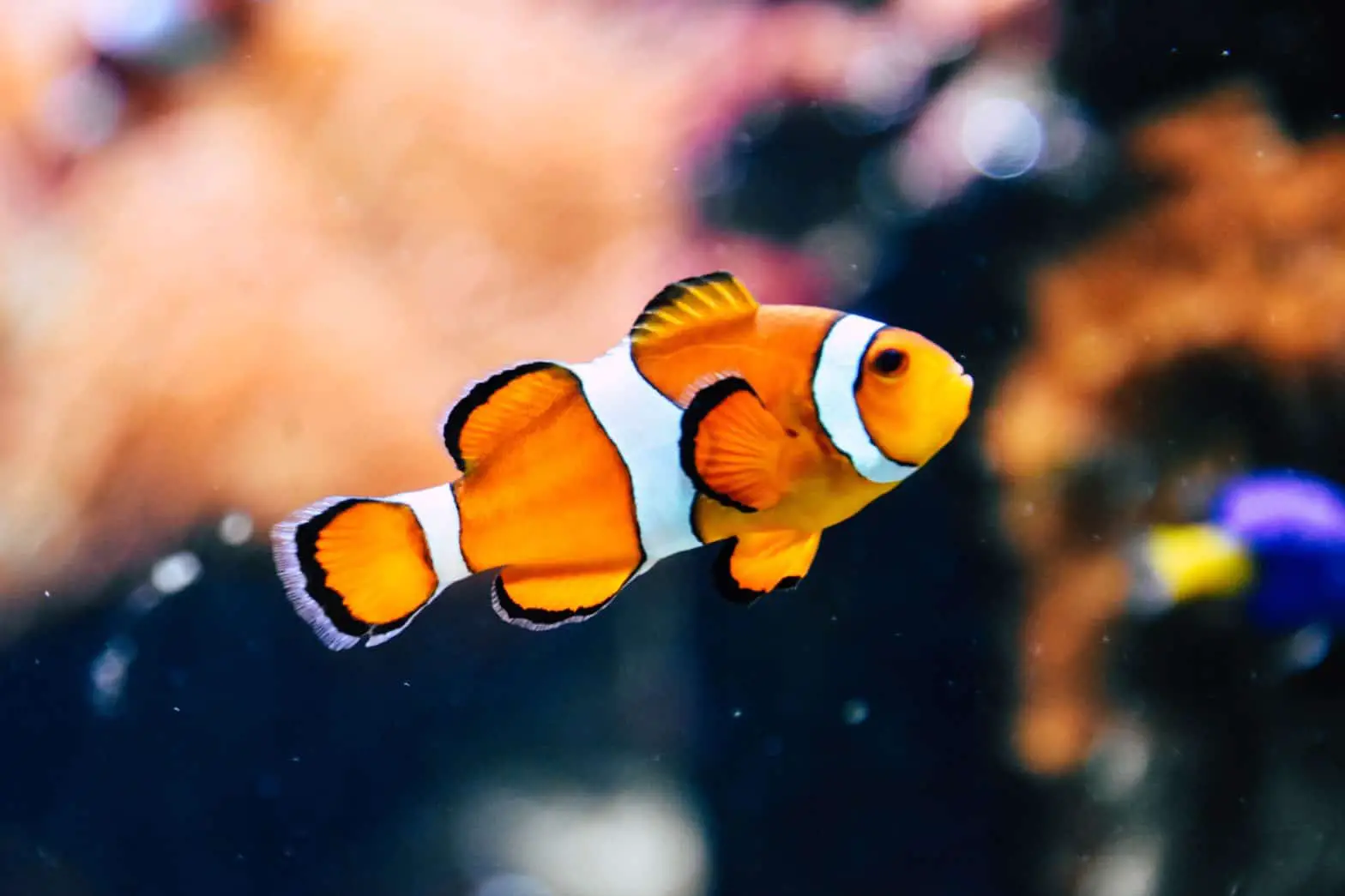 A swimming Diseases free clown fish